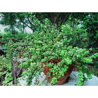 ราคา ต้นปะการัง/ต้นคลาสซูล่า (ต้นมันนี่ Money) ตัดกิ่งสดจากต้นแม่พันธุ์ (13009707727)