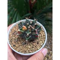 ราคา แคคตัส ยิมโนด่าง กระบองเพชร (4561627211)