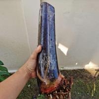 ราคา หน่อกล้วย​ตานีดำ​ กล้วยดำอินโด​ หน่อใหญ่​ เติบโตดี​ (14688921820)