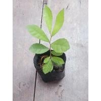 ราคา ต้นข่อย ต้นกล้าข่อย ชุดละ 2 ต้น (12407786455)