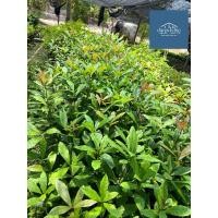 ราคา ต้นจิกน้ำ ต้นจิกอินเดีย ต้นกระโดนสร้อย ไม้ยืนต้นมีดอก สูง 15 cm ขึ้นไป (41706311265)