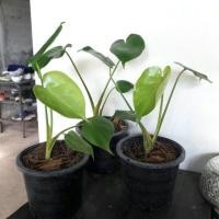 ราคา มอนสเตอร่าพันธ์ไจแอนท์ | Monstera **ส่งแบบถอดกระถาง (5744606164)