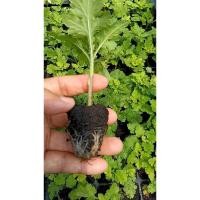 ราคา ต้นกล้า เก็กฮวย ดอกสีเหลือง ต้นกล้าละ 15 บาท พร้อมปลูก ส่งแบบห่อตุ้มส่ง (40852670168)