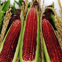 ราคา เมล็ดพันธุ์ ข้าวโพดข้าวเหนียวหวาน มณีแดง สีแดง จำนวน 30-35 เมล็ด พร้อมส่ง เหนียวนุ่ม รสชาติหวานข้าวโพดข้าวเหนียวหวาน (26751580377)