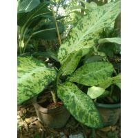 ราคา ต้นดิฟเฟนบาเกียสิทธิพรหรือเศรษฐีเรือนทอง ขนาด 12-15 นิ้ว กระถาง 4 นิ้ว (29123923311)