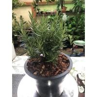 ราคา Rosemarry ต้นโรสแมรี่ กระถาง 8” นิ้ว (12601719369)