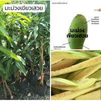 ราคา ต้นพันธุ์มะม่วงเขียวเสวย กิ่งทาบ แท้100% (7706282958)