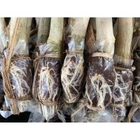 ราคา กิ่งชะอมไร้หนาม(หนามน้อย) จำนวน10กิ่ง (23980101196)