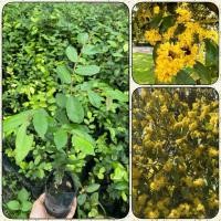 ราคา ต้นกล้ารวงผึ้ง พรรณไม้หอมไทย (สูง 20-30cm) ถุงเพาะ 2 นิ้ว (24543121193)