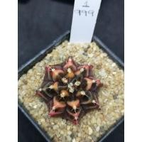 ราคา ยิมโนด่าง ยิมโนด่างสีสวย (4686073560)