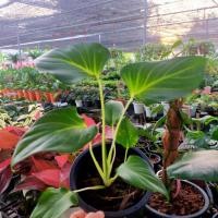 ราคา เสน่ห์จันทร์ขาวไม้มงคล (11071282087)