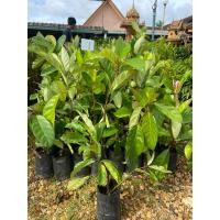 ราคา ต้นมะเดื่อชุมพร (28359118714)