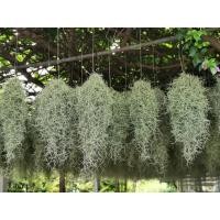 ราคา หนวดฤาษี​ เคราฤาษี​ Spanish​moss​ ต้นไม้กรอกฝุ่นได้ (3335588032)