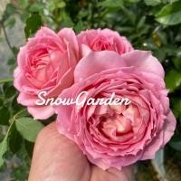 ราคา กุหลาบ Jubilee Celebration จูบิลี่เซเลเบรชั่น เลื้อย สีชมพูหวาน พุ่มใหญ่ กลิ่นหอมแรง สวยมาก (ส่งติดดอก) (15651479056)