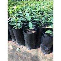 ราคา ต้นติ้วขาว หรือซากุระอีสาน (4578522242)