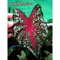 ราคา บอนสี นกศรีอุษา นกกระทา บอนสีสาวน้อยประแป้ง บอนสีบ้านๆราคาถูก ( จัดส่งเป็นต้นทั้งกระถาง 4/6 นิ้ว) (8393949236)
