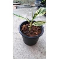 ราคา #ข่าด่างลายชัดสวย#ข่าด่างมีหน่อใหม่พร้อมหลอดใหม่แทงแล้วจร้า#ส่งต้นจริงตามรูปค่ะ (13412080052)