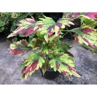 ราคา ต้นฤาษีผสม ต้นฤาษีผสม(ใหม) ใบ 3 สี สวยมาก (15524628305)