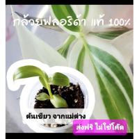 ราคา กล้วยฟลอริด้า เขียว ลุ้นด่าง จากแม่ด่าง แท้ 100% อนุบาลแล้ว (12561951941)