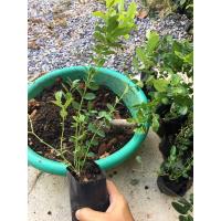 ราคา (สั่ง2ต้นแถม1ต้น) ต้นมะม่วงหาว มะนาวโห่ เพาะจากเมล็ด (7134557422)