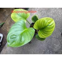 ราคา ต้นพัดโบกริ้วทองไม้มงคล ส่งเสริมโชคลาภ โบกพัดทรัพย์สินเงินทองและความสุขเข้าบ้าน ต้นอวบ ใบมี ริ้วสวยงาม ต้นสูง 40-60 ซม. (8096152970)