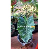 ราคา บอนนาใบด่าง(ด่างทุกใบ) (13319230612)