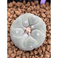 ราคา Lophophora fricii ไม้เมล็ด (13230193895)