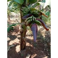 ราคา หน่อกล้วยหอมเขียวเตี้ย (10986141545)