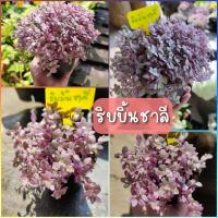 ราคา ต้นไม้น่ารักริบบิ้นชาลีทรงพุ่ม (11184058118)