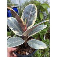 ราคา ยางอินเดียด่าง ด่างขาว กระถาง 6นิ้ว (6478592975)