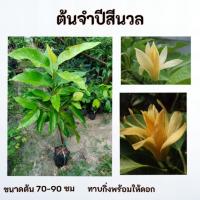 ราคา ต้นจำปีสีนวล จำปีสีนวล (42823512089)