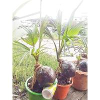 ราคา ต้นมะพร้าวบอนไซ (ส่งพร้อมกระถาง) (11768172611)