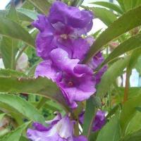 ราคา 50 เมล็ด ดอกเทียน Impatiens balsamina Seeds (เทียนบ้าน) ดอกซ้อน ดอกสีม่วง (42372930308)