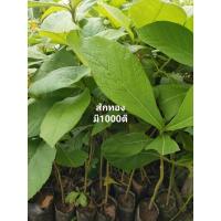 ราคา ต้นสักทอง 40-50ซม. กล้าสักทองไม้ป่าเศรษฐกิจ (10517077713)