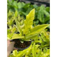 ราคา ฟิโลเดนดรอนใบเลื่อยสีทอง Philodendron Ring of Frie Gold/Golden saw ขนาดกระถาง5นิ้ว (23901014928)