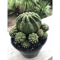 ราคา อิชินอป ฟอร์มกอ ดอกขาว (12310742994)