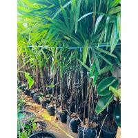 ราคา #ต้นจั๋ง ต้นจั๋งสูง 1.50 เมตร กอละ 4 ลำขึ้น ฟอร์มสวย (25361478232)