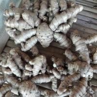 ราคา ว่านมหากำลัง 3 เหง้า ปลูกได้ ทานได้ ว่านเด่นจัดจ้าน ทางด้านบำรุงร่างกาย (9319366736)