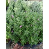 ราคา ต้น นีออน เขียวแคระ (2405625635)