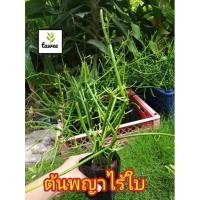 ราคา ต้นพญา​ไร้​ใบ​ พญา​ไร้​ใบ​ ไม้ฟอก​อากาศ​ ขนาด​ถุง​ชำ​ 3​ นิ้ว​ (8582342442)