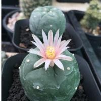 ราคา โลโฟโฟรา ฟริซิไอ ไซส์ใหญ่ ให้ดอก Lophophora Fricii (7745174153)