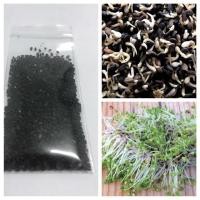 ราคา เมล็ดเพาะงอกงาดำ Black Sesame Sprouts 20 กรัม ประมาณ3,500-4,000เมล็ด (7733162586)