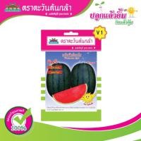 ราคา เมล็ดแตงโม กินรี ตราตะวันต้นกล้า (20412317577)