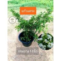 ราคา ต้นแก้วแคระพวงมณี เป็นแก้วที่มีขนาดเล็ก ตัวนี้ใบจะเรียวเล็กกว่า ดอกหอม แก้วแคระ (27100334271)