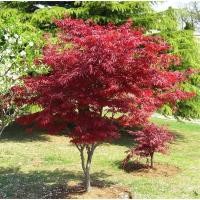 ราคา การจัดสวนต้นกล้าต่อกิ่งต้นกล้าเมเปิ้ลแดงพืชสวนกระถางต้นกล้าเมเปิ้ลแดงจีนต้นกล้าเมเปิ้ลแดงกระถางเมเปิ้ลแดงเมเปิ้ลแดง (27418608313)