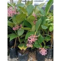 ราคา ต้นไข่มุกอันดามัน (ติดดอก) ออกดอกตลอดทั้งปี ช่อดอกสีชมพูคล้ายไข่มุก (42375116630)