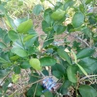 ราคา กิ่งตอนมะนาวไร้เมล็ด (4150754412)