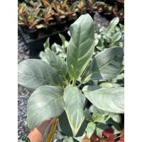 ราคา อโกลนีมา มุขล้อมเพชร Aglaonema sp. ‘Muklomphet กระถาง6นิ้วปลูกเป็นไม้กระถาง วางประดับในอาคาร เป็นไม้มงคล (24021141725)