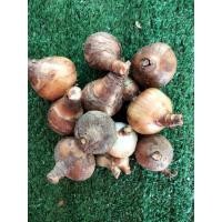 ราคา ว่านมหาลาภ 500กรัม กวักนางพญาหงสาวดี ไม้มงคล หนึ่งในว่านชุดไตรภาคี หัวว่านมหาลาภ (11189649050)