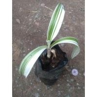 ราคา พลับพลึงด่างขาว...ไม้ด่างไม้กระแส (8291803561)